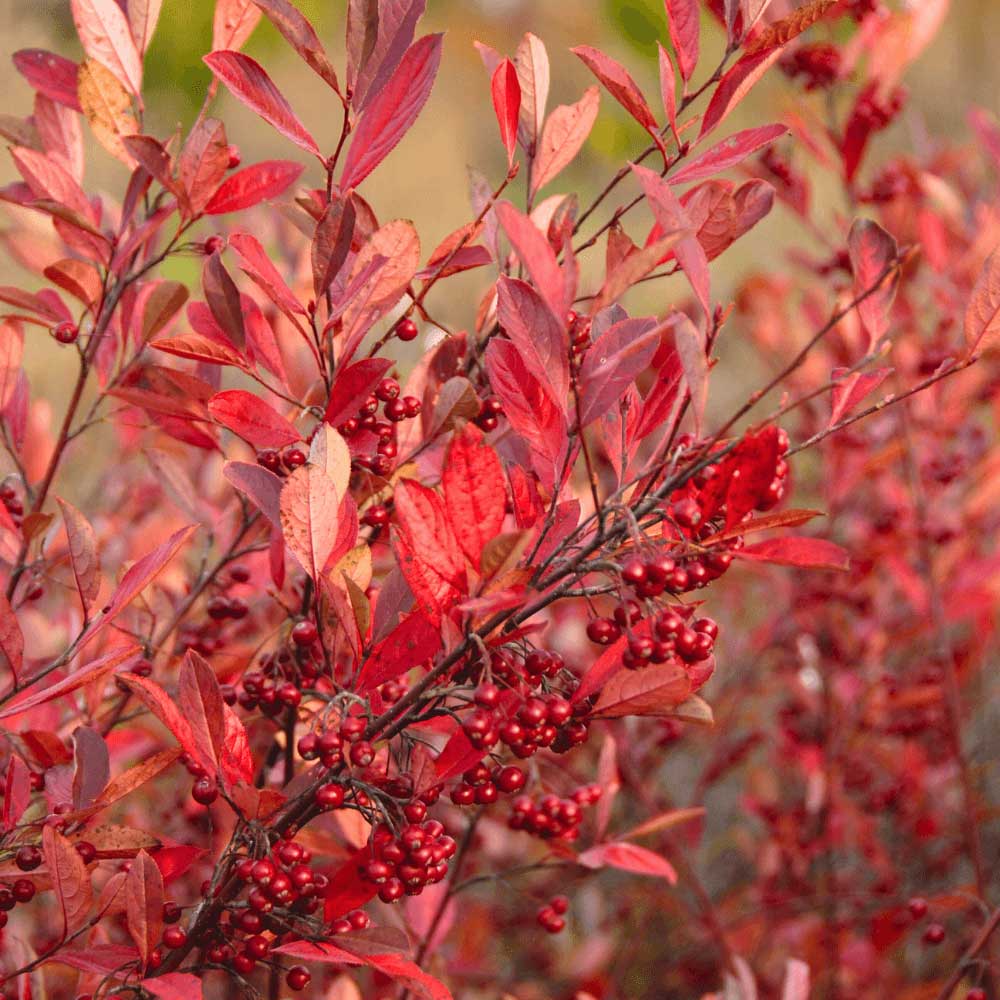 mongolian vaahtera oksa